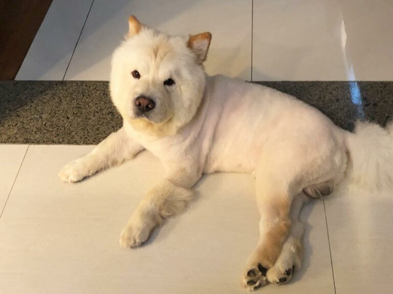 Top 16 Haircuts For The Magnificent Chow Chow The Goody Pet