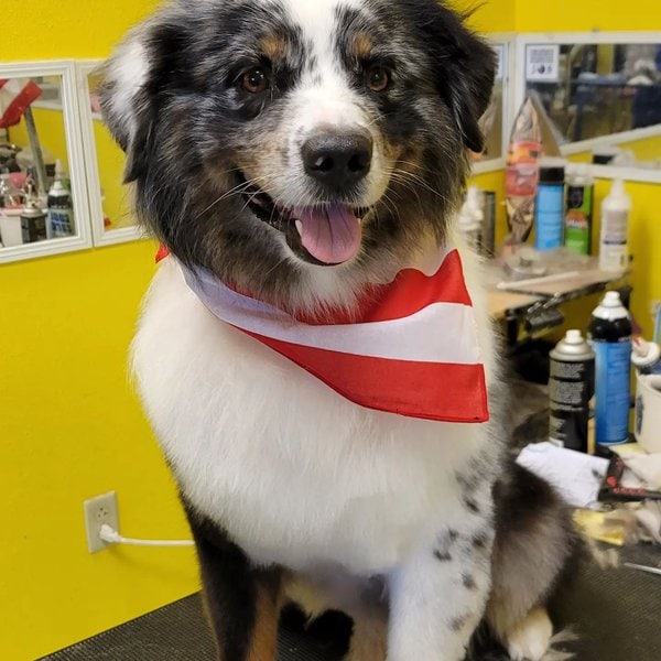 Top 22 Groomers In El Paso, Texas [Updated 2023] The Goody Pet
