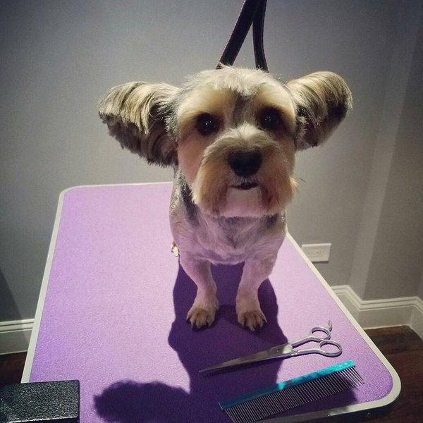 Top 27 Groomers In Queens, New York City [Updated 2022] The Goody Pet