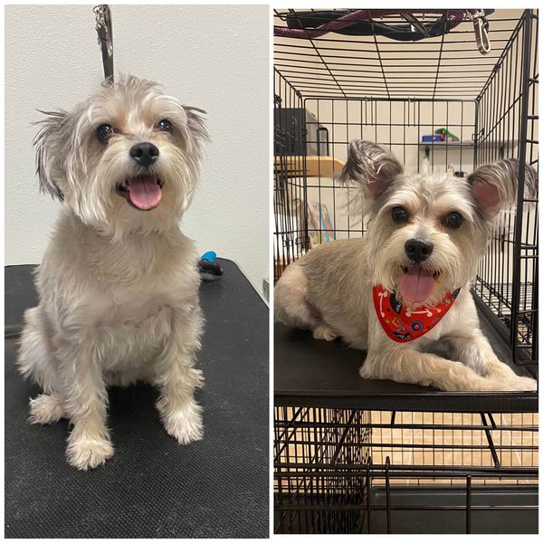 Top 22 Groomers In El Paso, Texas [Updated 2023] The Goody Pet