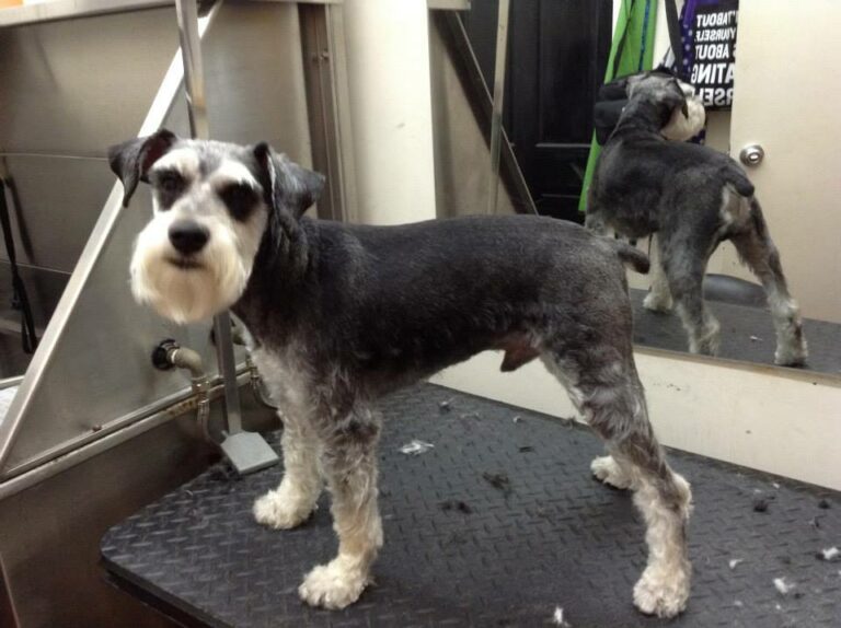 Top 16 Dog Groomers In The Bronx, Bronx [Updated 2022] The Goody Pet