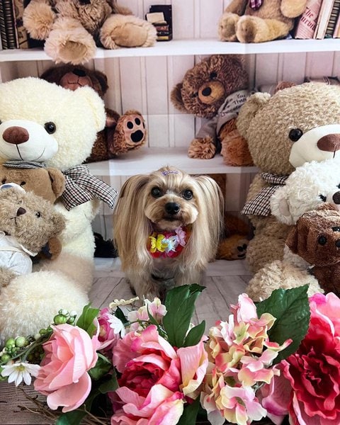 Lush Aloha Dog Groomer Wallpaper Illustration Lush Aloha Dog Groomer Wallpaper Illustration