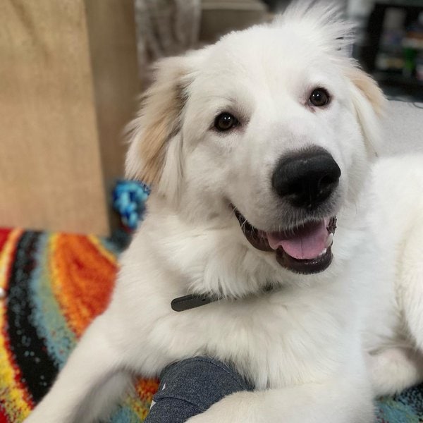 Maremma Sheepdog VS Great Pyrenees The Top 24 Differences You Never Knew The Goody Pet
