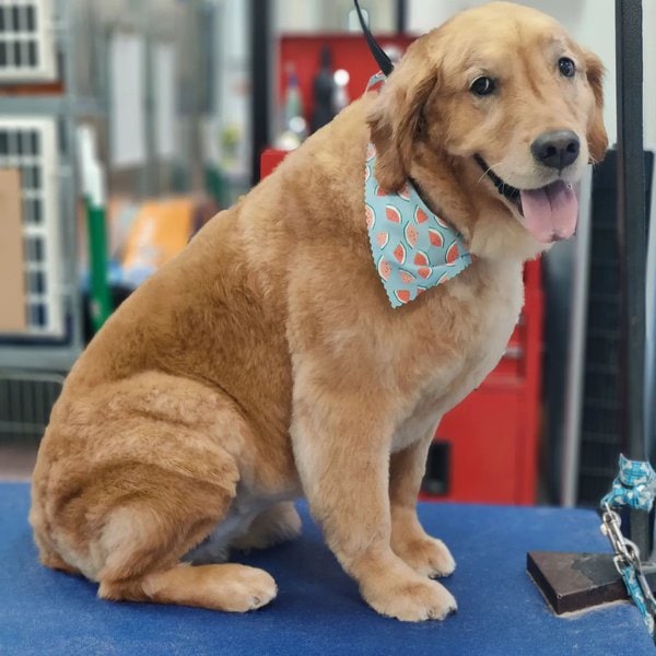 Golden Retriever Haircuts Top XXX Styles To Try Them Out Now The