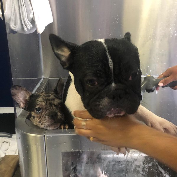 Top 16 Dog Groomers In The Bronx, Bronx [Updated 2022] The Goody Pet