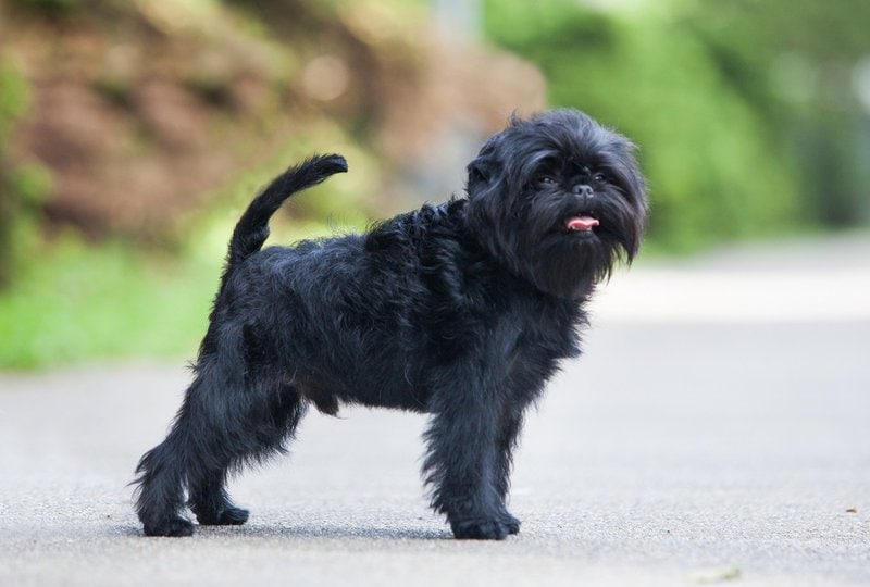 Affenpinscher VS Brussels Griffon – 22 Surprising Differences You’ll ...