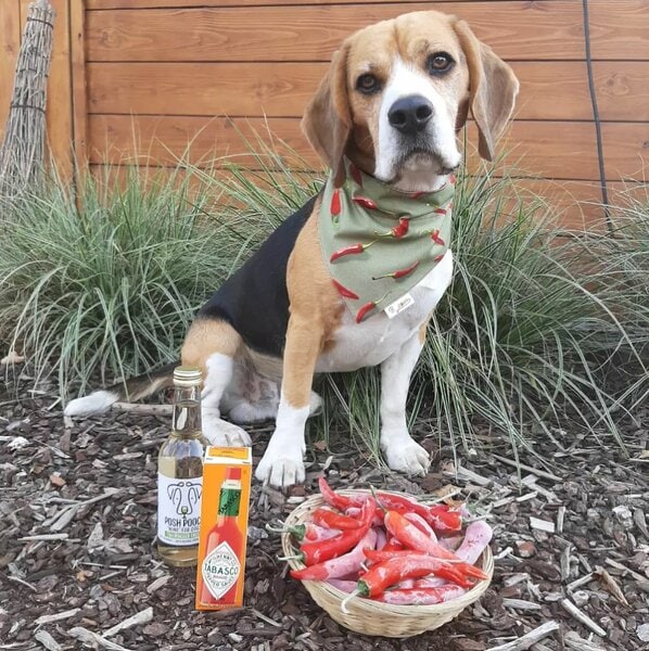 Can Dogs Eat Green Peppers? 2 Top Reasons Why Dogs Can Have This Spicy