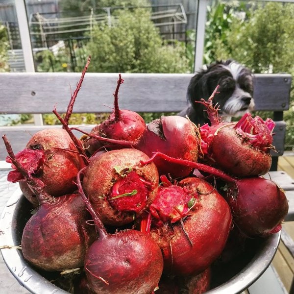 Can Dogs Eat Beets? They Sure Can, But Only In Moderation The Goody Pet