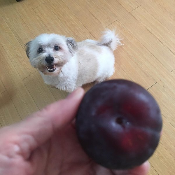 Can Dogs Have Plums? Here’s Why It Is Not A Good Idea The Goody Pet