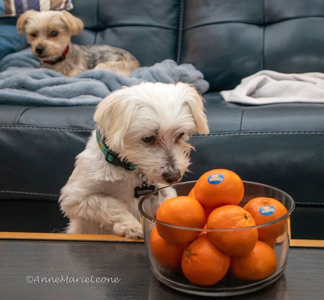 Can Dogs Eat Mandarin Oranges? What About Cuties Mandarins? The Goody Pet