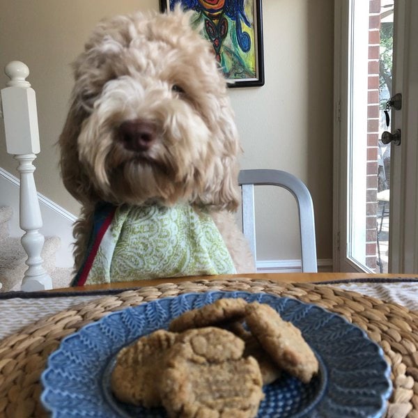 Can Dogs Eat Gingersnaps? The Grandmas Surely Knew How To Treat Dogs