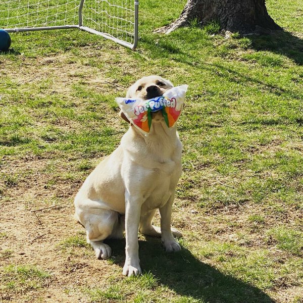 is it ok to give dogs marshmallows