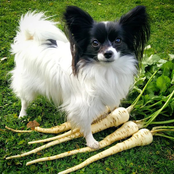 Can Dogs Eat Parsnips? 2 Top Reasons Why They Should The Goody Pet