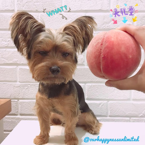 Can Dogs Eat Peaches? Check Out Their Amazing Benefits Right Here The