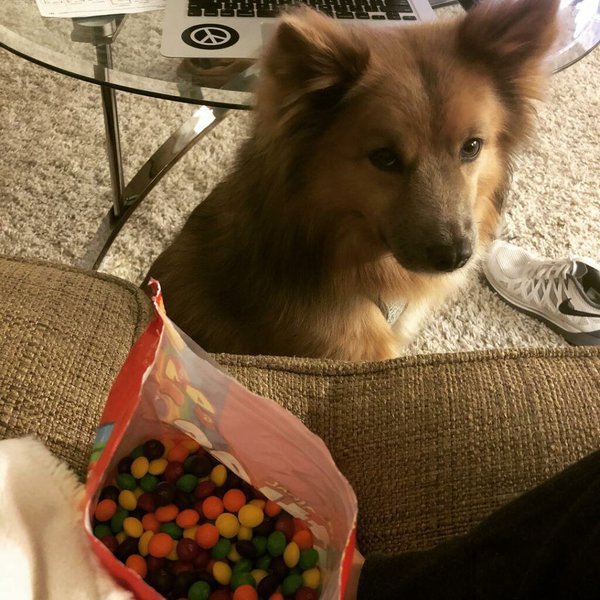 are skittles bad for my dog