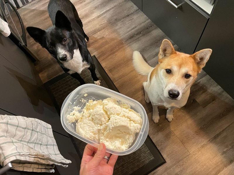Can Dogs Have Cottage Cheese? Check Out Why This Cheese Type Is The