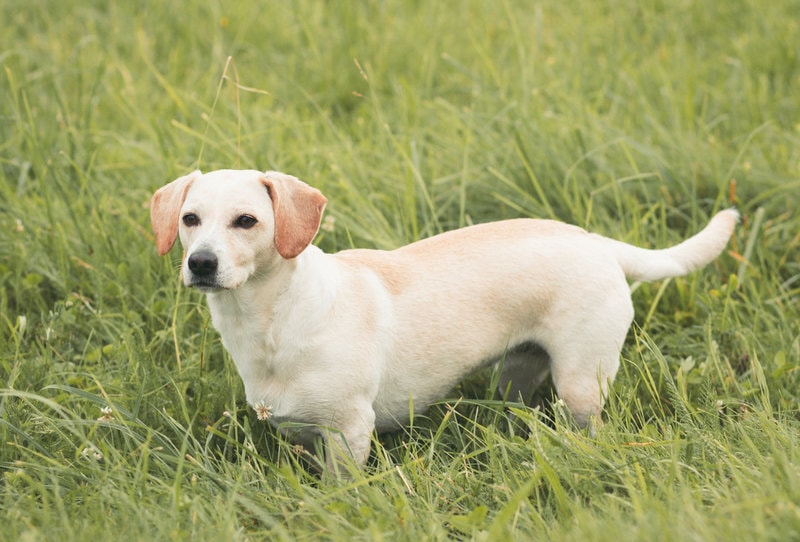 How Do You Know If Your Dog Is Allergic To Grass