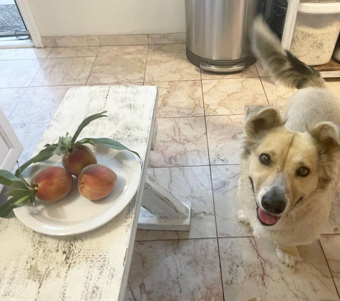 Can Dogs Eat Nectarines? Check Out Their Unexpected Health Benefits