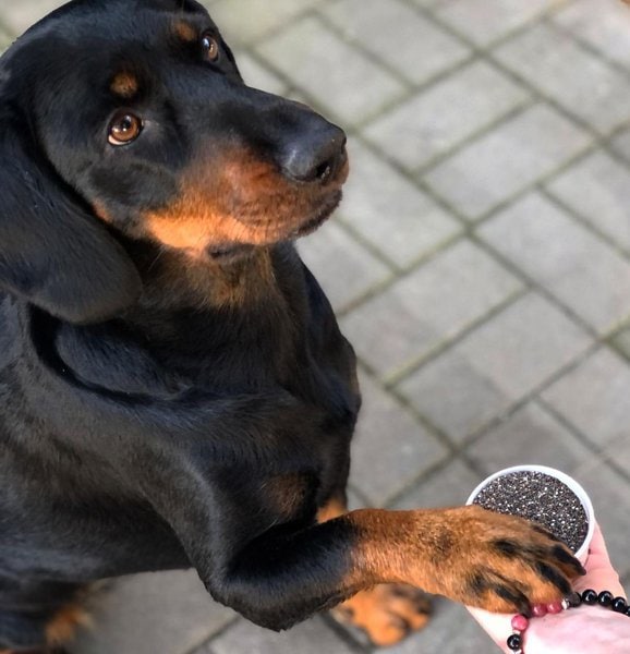 Can Dogs Eat Flaxseeds? Top 3 Benefits This Superfood Of The Year Have