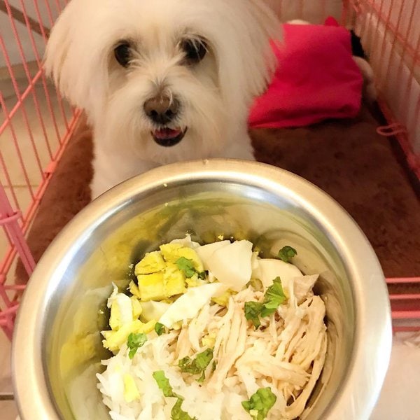 Can Dogs Eat Fried Rice? Warning! The Risks To Watch Out For The Goody Pet