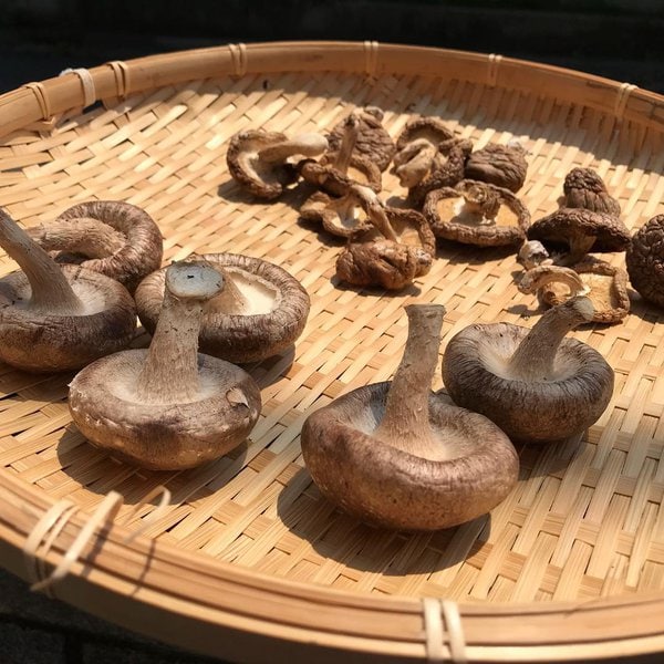 Can Dogs Eat Shiitake Mushrooms? Top Two Reasons Why This Is A Great