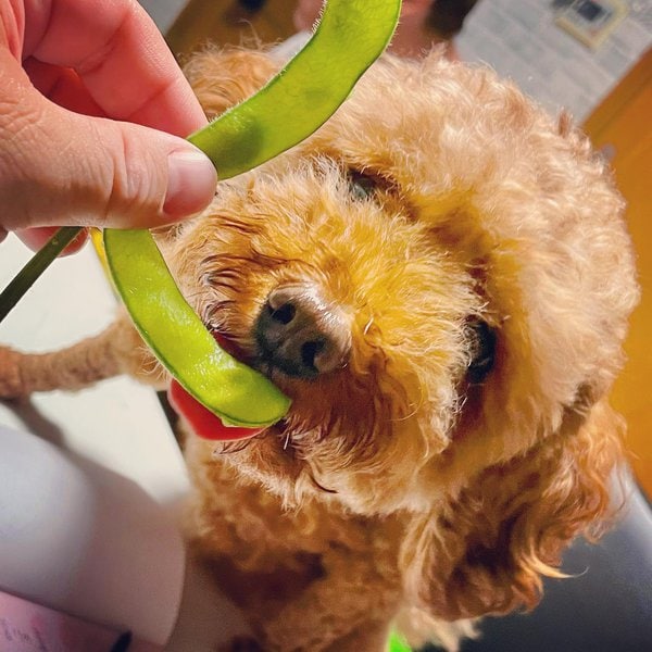 Can Dogs Have Edamame? Two Great Benefits Behind These Beans In A Pod The Goody Pet