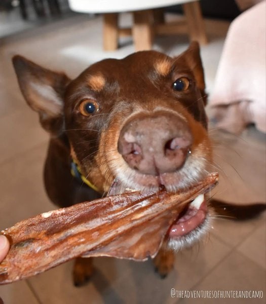 Can Dogs Eat Squid? Knowing The Answer Will Surprise You - The Goody Pet