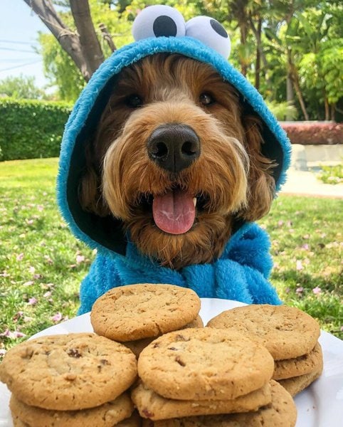 Can Dogs Eat Gingersnaps | Collies Life