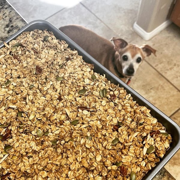 Can Dogs Eat Granola And Granola Bars? 3 Important Reasons Not To Feed Them To Your Dog The