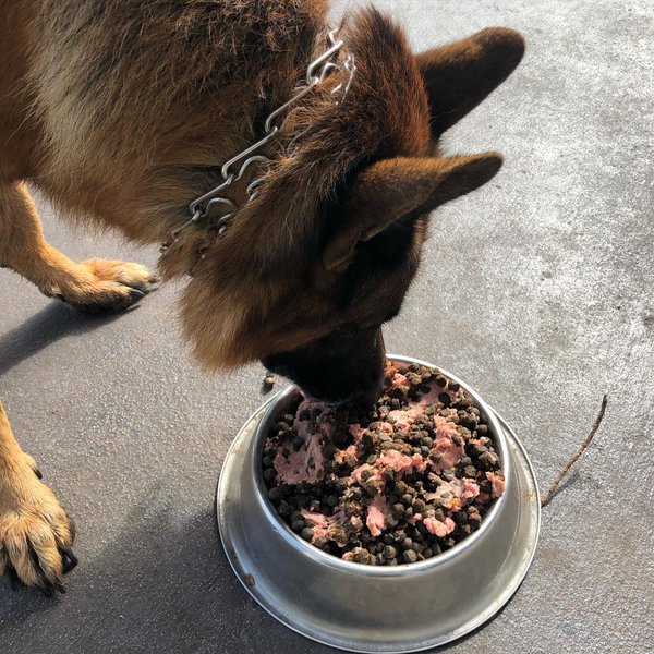 Can Dogs Eat Ground Turkey? 2 Top Reasons Why It Is A Good Idea The