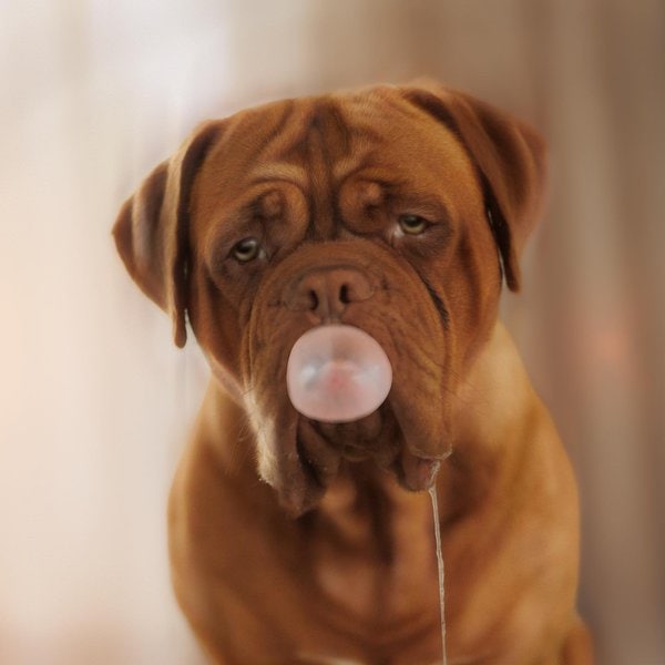 Can Dogs Eat Gum? Here's Why Chewing Gum Can Be Fatal The Goody Pet