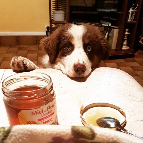 Can Dogs Eat Honey? Check Out These Important Benefits When Consuming