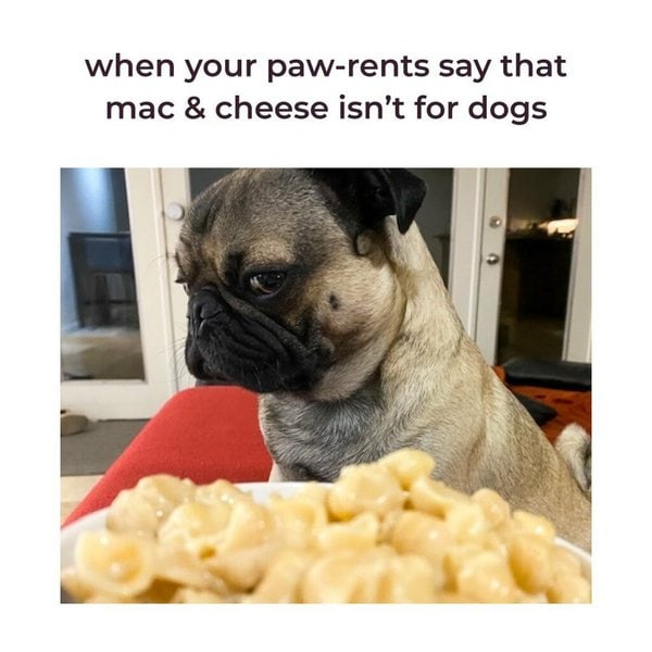 can dogs have mac and cheese