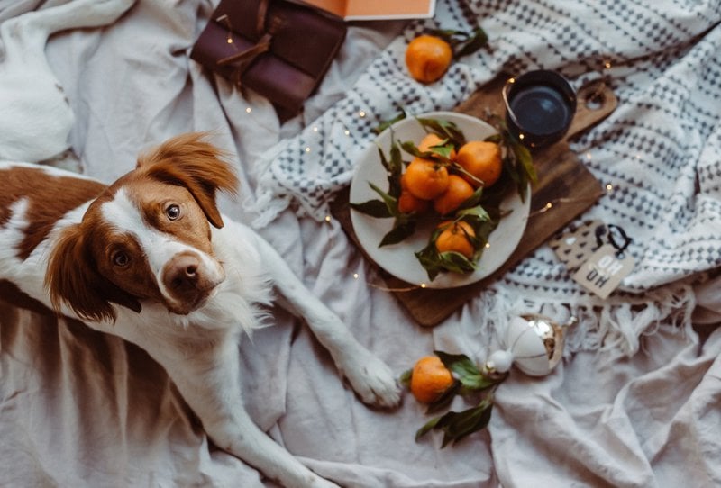 Can Dogs Eat Mandarin Oranges? What About Cuties Mandarins? The Goody Pet