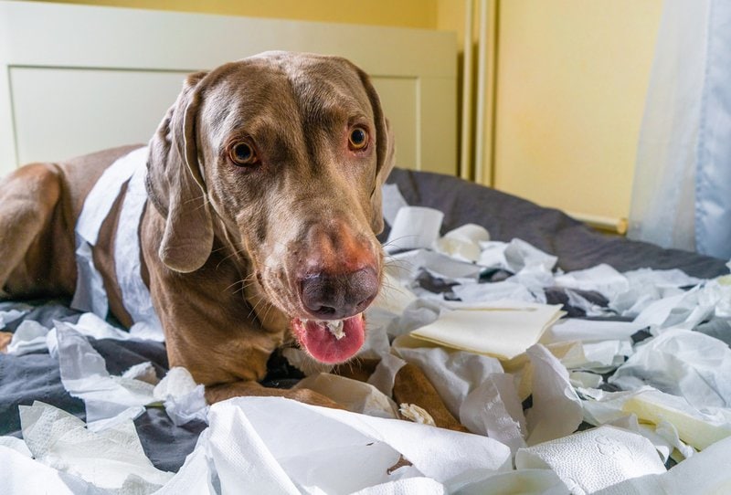 Can A Dog Die From Eating Cardboard