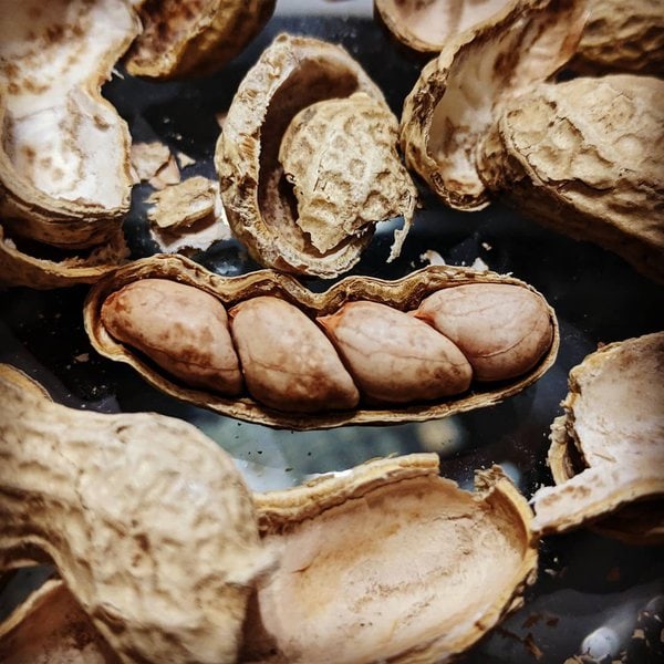 Can Dogs Eat Peanut Shells? Not Knowing The Right Answer Can Cost You