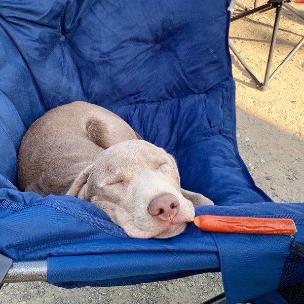 Can Dogs Eat Pepperoni? Check Out How Dangerous It Is Here The Goody Pet