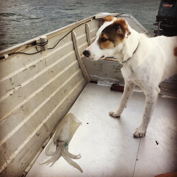 Can Dogs Eat Squid? Knowing The Answer Will Surprise You - The Goody Pet