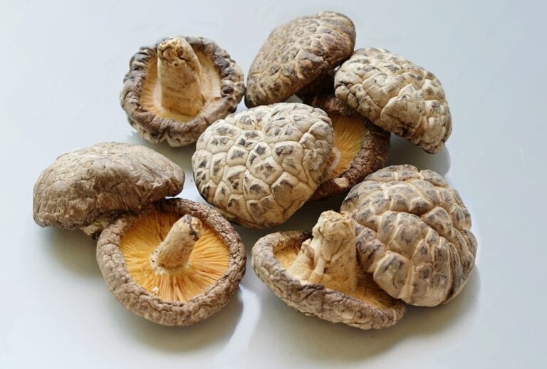 Can Dogs Eat Shiitake Mushrooms? Top Two Reasons Why This Is A Great