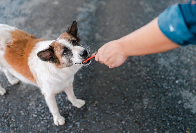 Can Dogs Eat Slim Jims? 2 Top Reasons ... - The Goody Pet