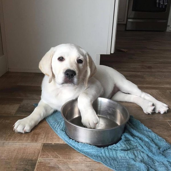 Can Dogs Eat Wild Rice? Will They Like Eating It? The Goody Pet