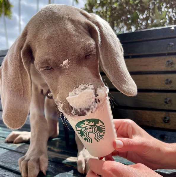 Can Dogs Have Whipped Cream? Is It A Good Idea To Feed Them Puppuccino