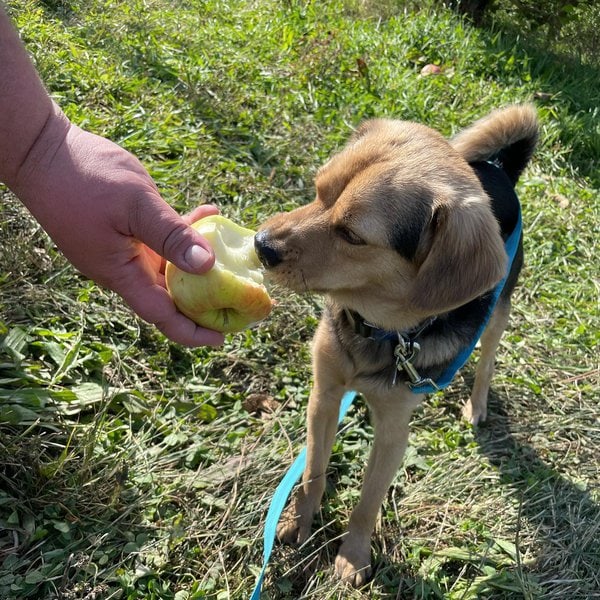 Gallery Detail: Can Dogs Have Green Apples 3 Reasons Why They Fare