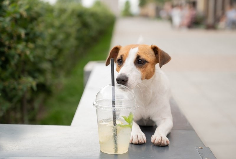 Can Dogs Have Lemon Juice? 2 Reasons Why They Should Have It The