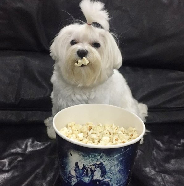 Can Dogs Have Kettle Corn? No! Here's The Top Reason Why Dogs Cannot