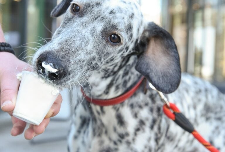 Can Dogs Have Whipped Cream? Is It A Good Idea To Feed Them Puppuccino? The Goody Pet