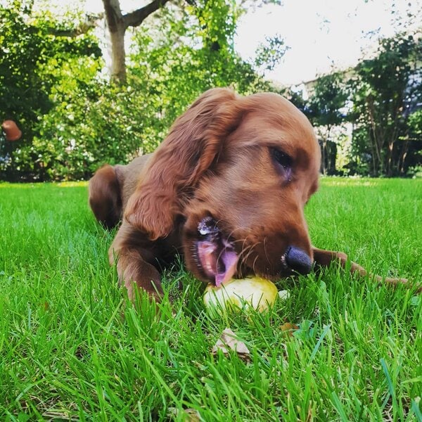 Can Dogs Have Green Apples? 3 Reasons Why They Fare Much Better Than