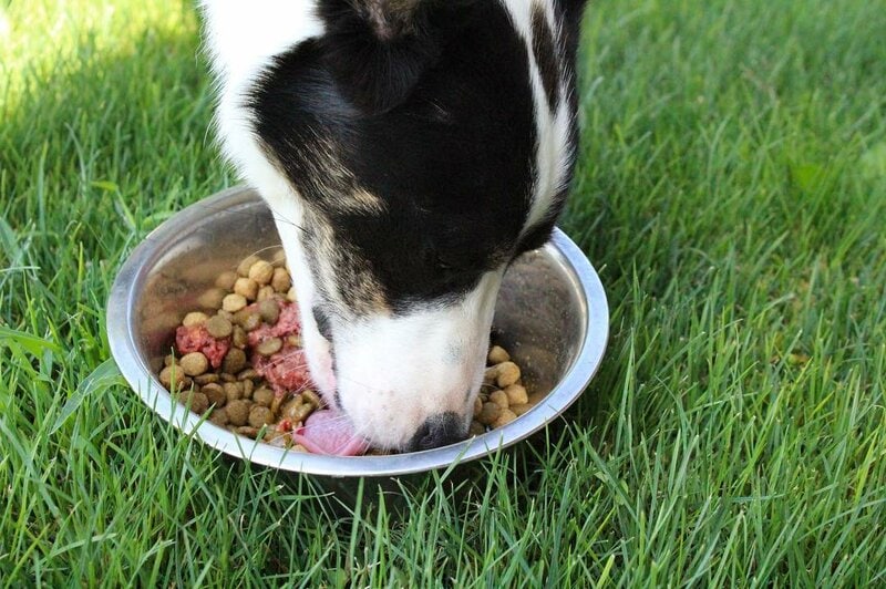 Can Dogs Have Canola Oil? The Top Pros & Cons Of Feeding Dogs Canola
