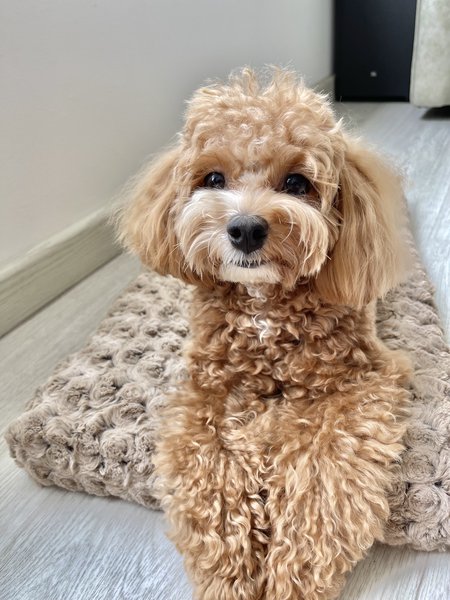 Seasonal Allergies in Dogs & Cats: How to Help | Prana Pets