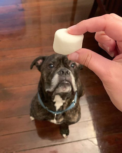 is it ok to give dogs marshmallows